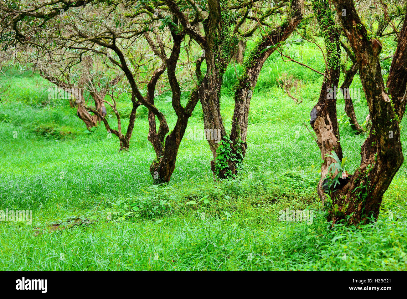Tropical rainforest tree moss hi-res stock photography and images - Alamy