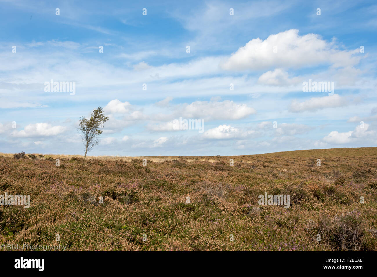 Lonely tree on the north yorkshire moors Stock Photo Alamy