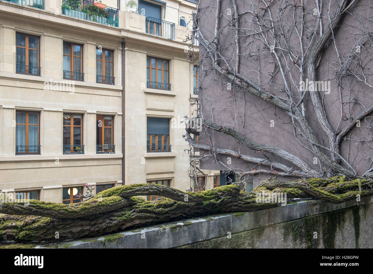 Leafless creeper climbing a balcony and house wall, old town of Geneva, Switzerland Stock Photo