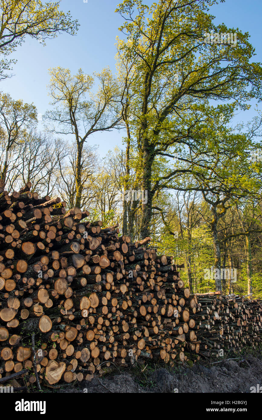 Stacked logs in the forest of Bogis-Bossey, Vaud, Switzerland Stock Photo