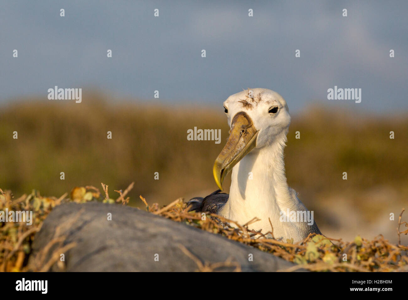 Waved or Galapagos Albatross sitting on nest in Espanola Island Galapagos Ecuador Stock Photo