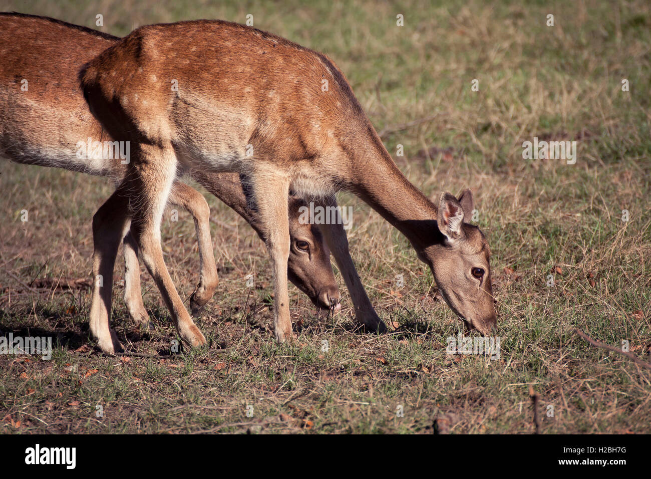 Nature wildlife portrait, fawns grazing weeds, blurred background Stock Photo