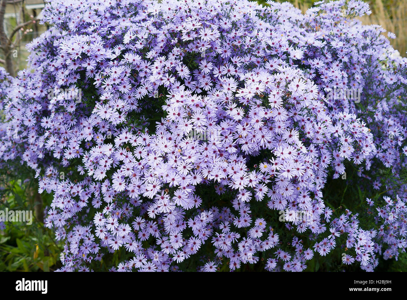 Aster Little Carlow in flower in autumn Stock Photo