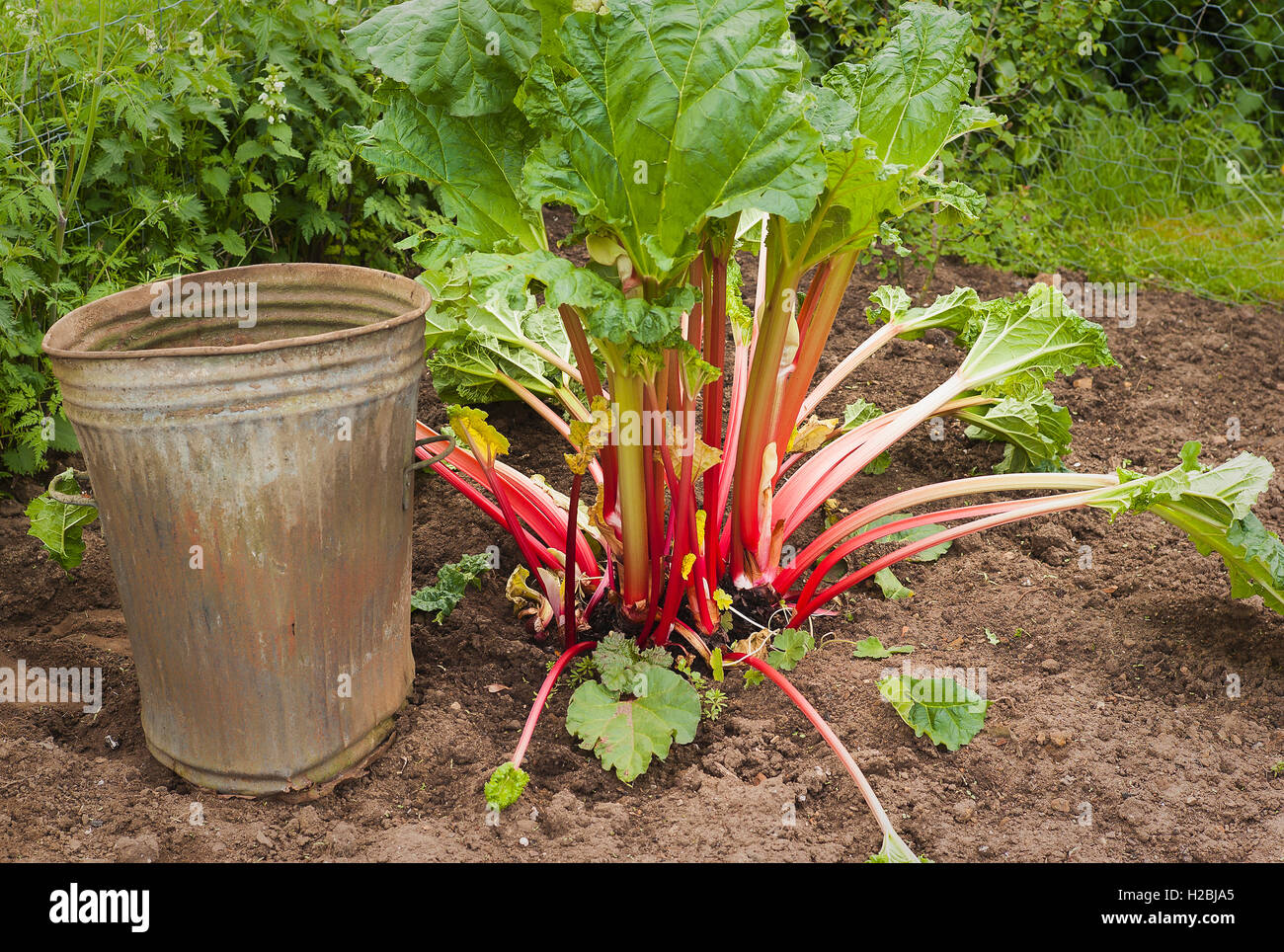 Rhubarb immediately after forcing enclosure removed showing tall ripe stems ready for picking Stock Photo