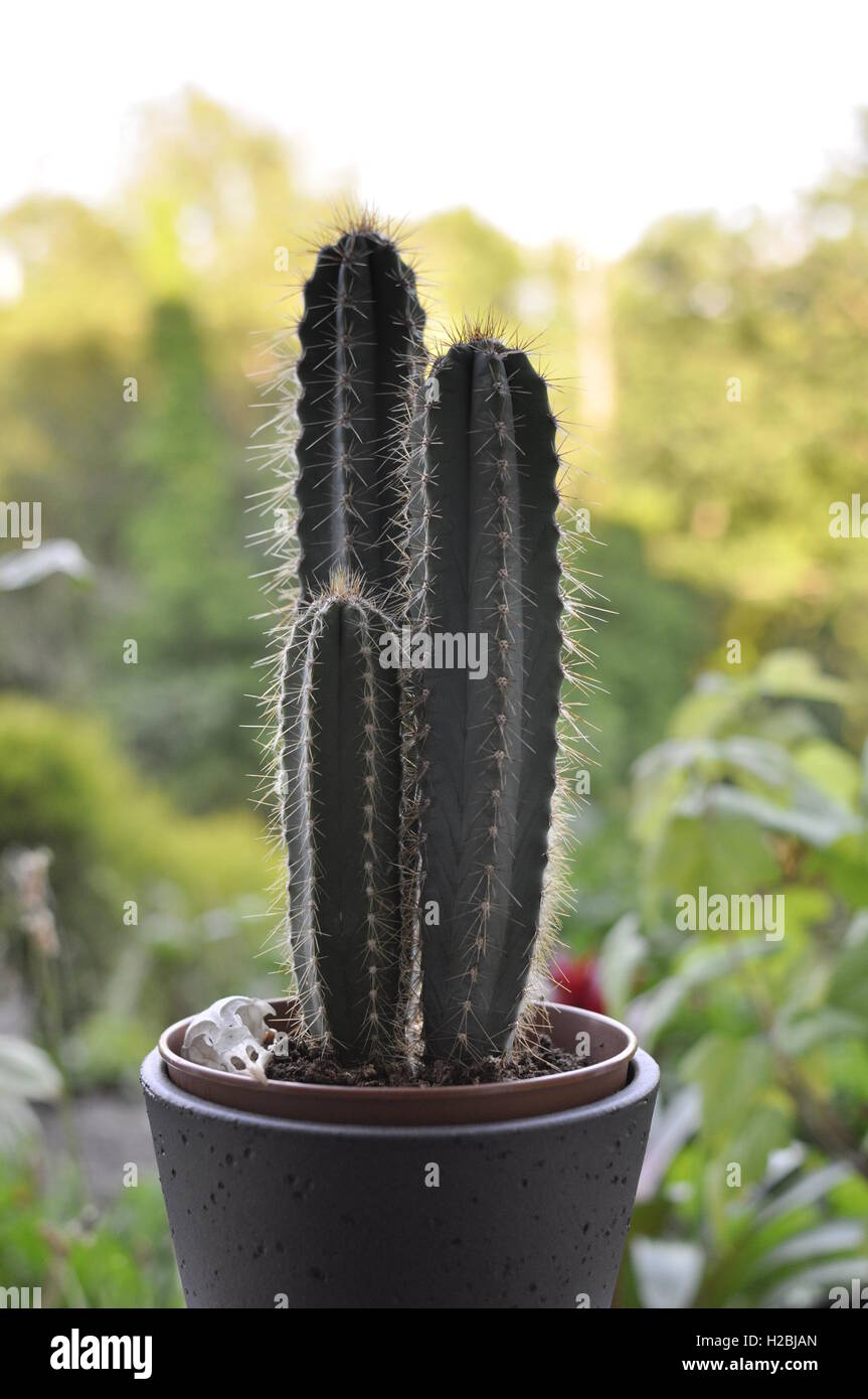 Columnar cactus hires stock photography and images Alamy