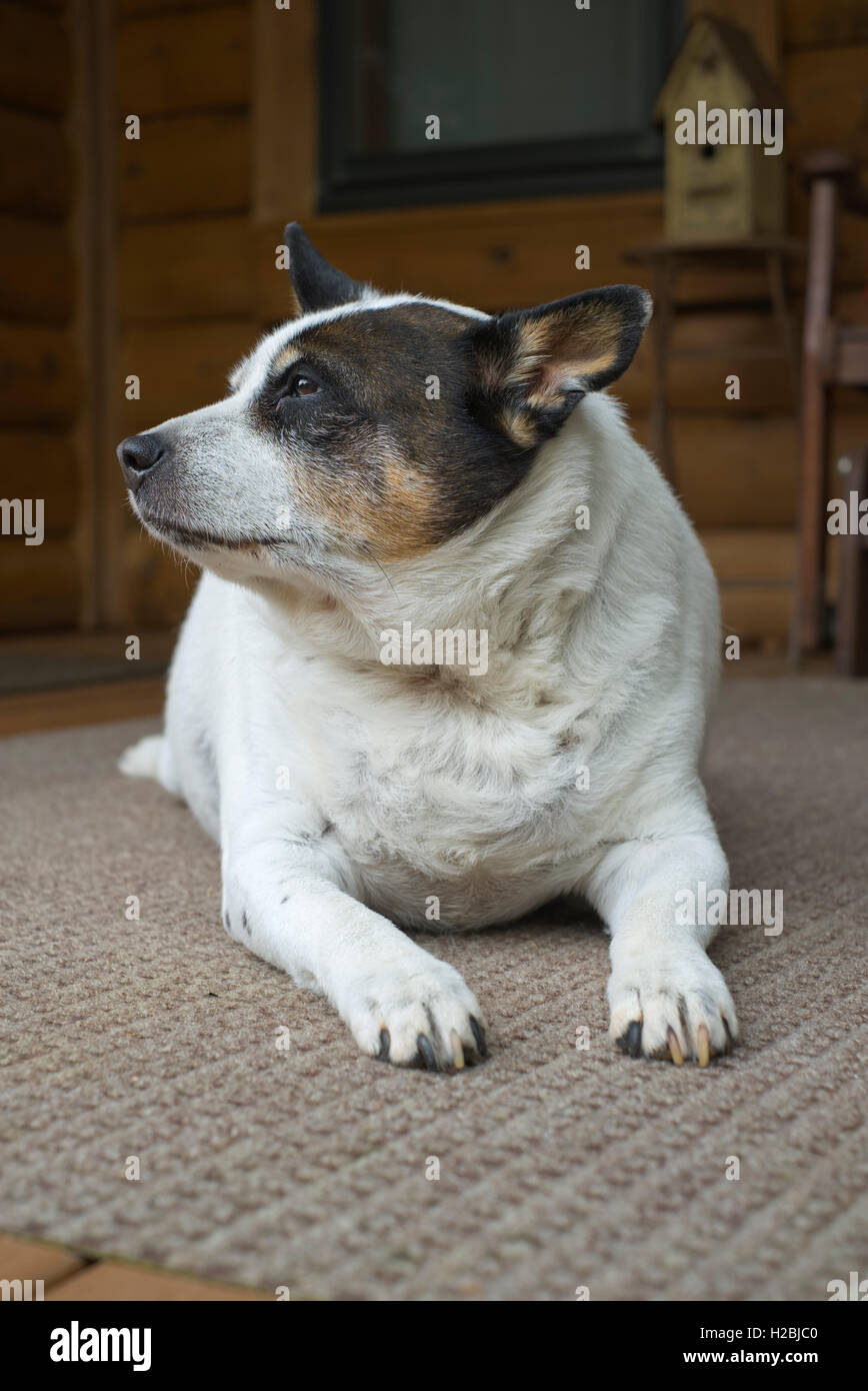 Fat rat terrier dog outside hires stock photography and images Alamy