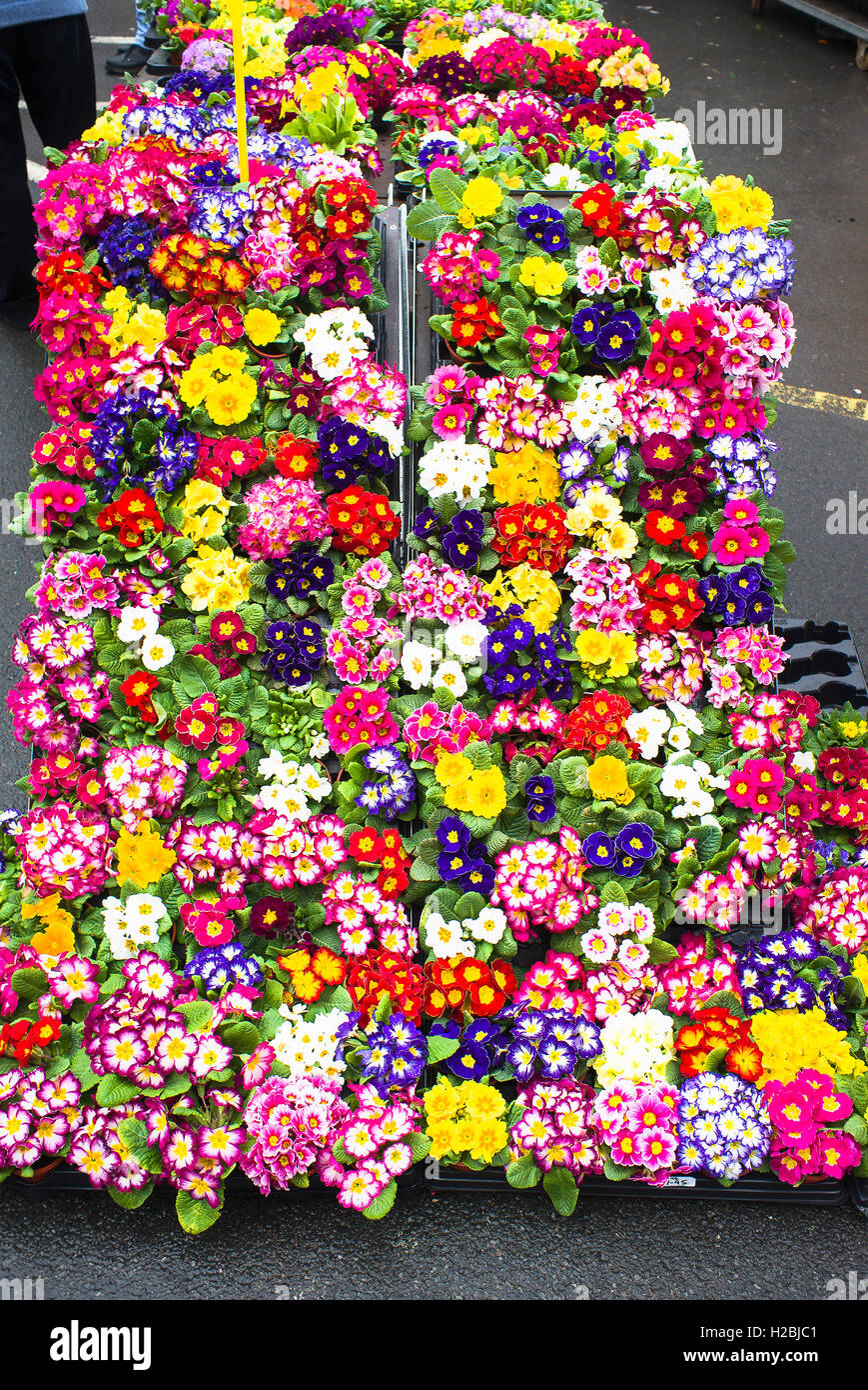A colourful mosaic of primroses for sale at a garden centre Stock Photo