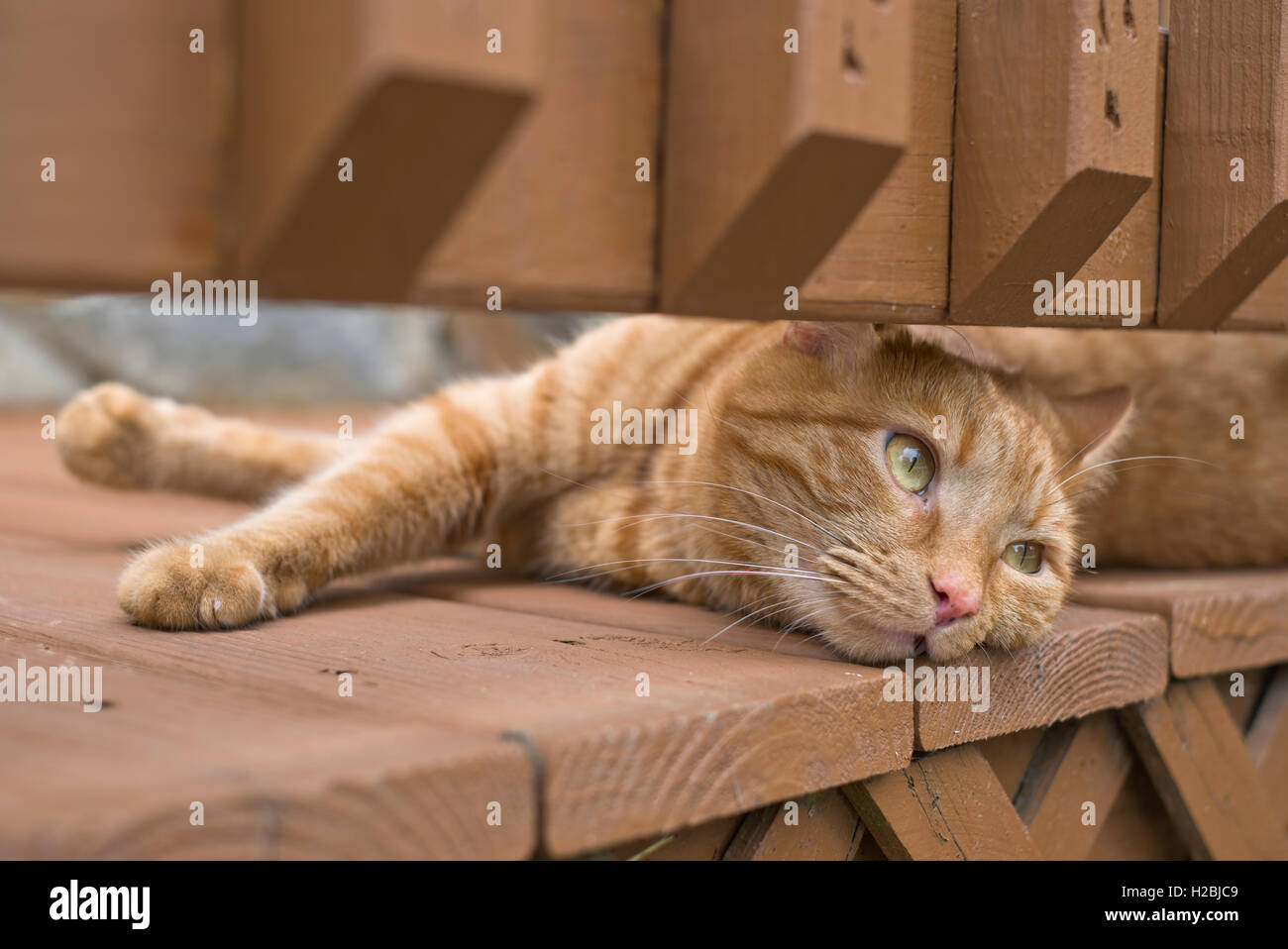 Orange tabby cat outdoors lying down under front porch railing Stock ...