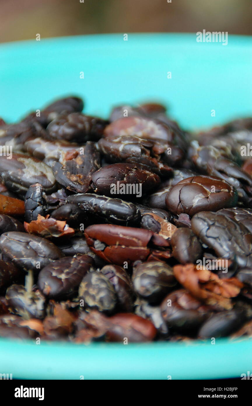 Roasted cocoa beans Stock Photo Alamy