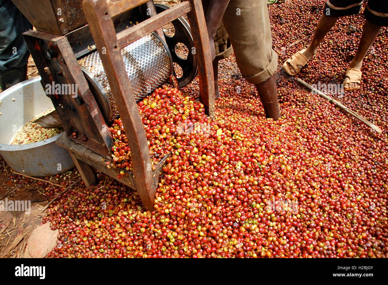 Shelling coffee beans with hand powered mill in Africa Stock Photo Alamy