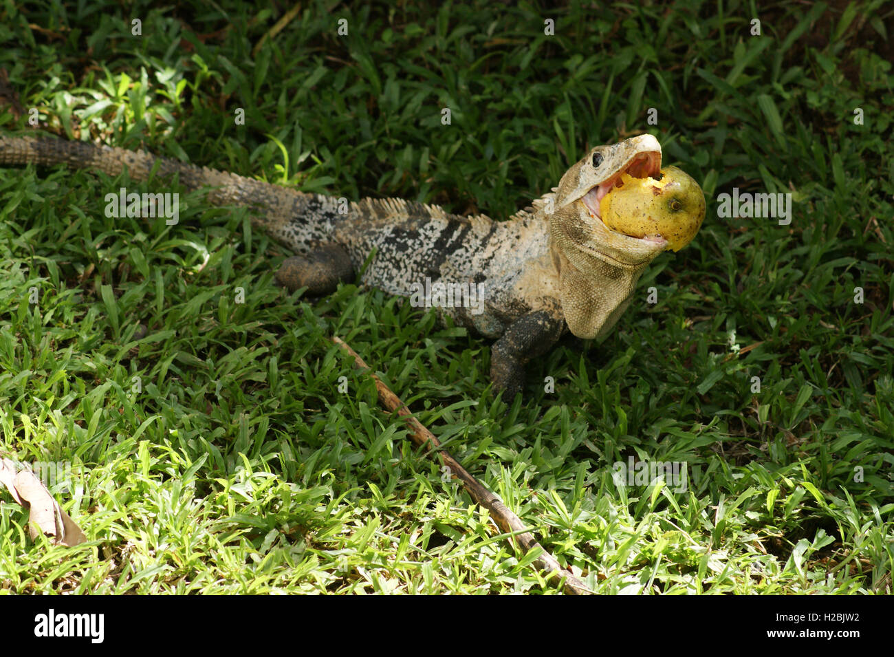 Black ctenosaur (Ctenosaura similis) carrying a fruit outside Manuel