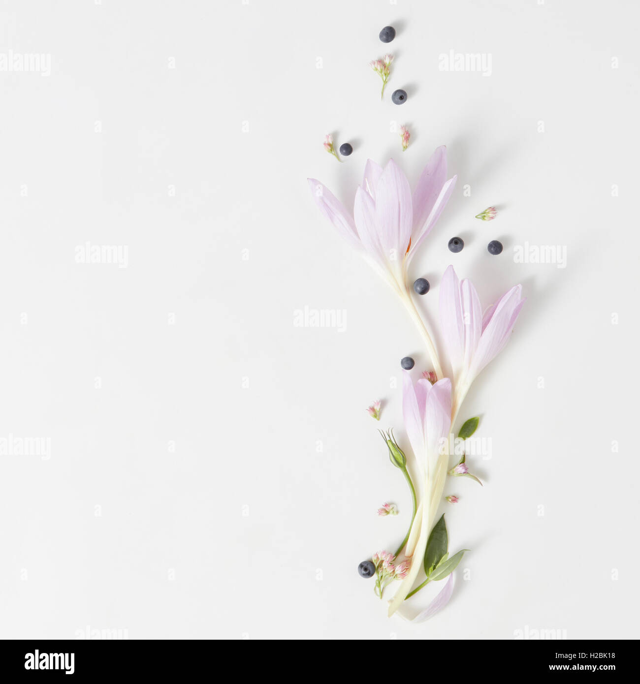 floral frame on a white background is made of white flowers with a ...