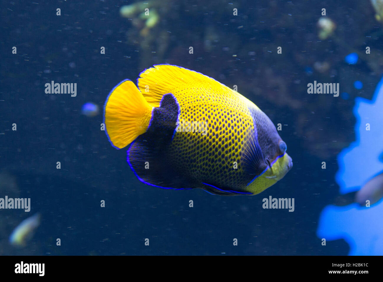 Angel fish swimming close up Stock Photo - Alamy