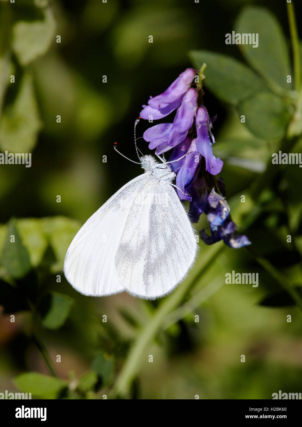 Wood White nectaring on tufted vetch. Chiddingfold Forest, Surrey, England. Stock Photo