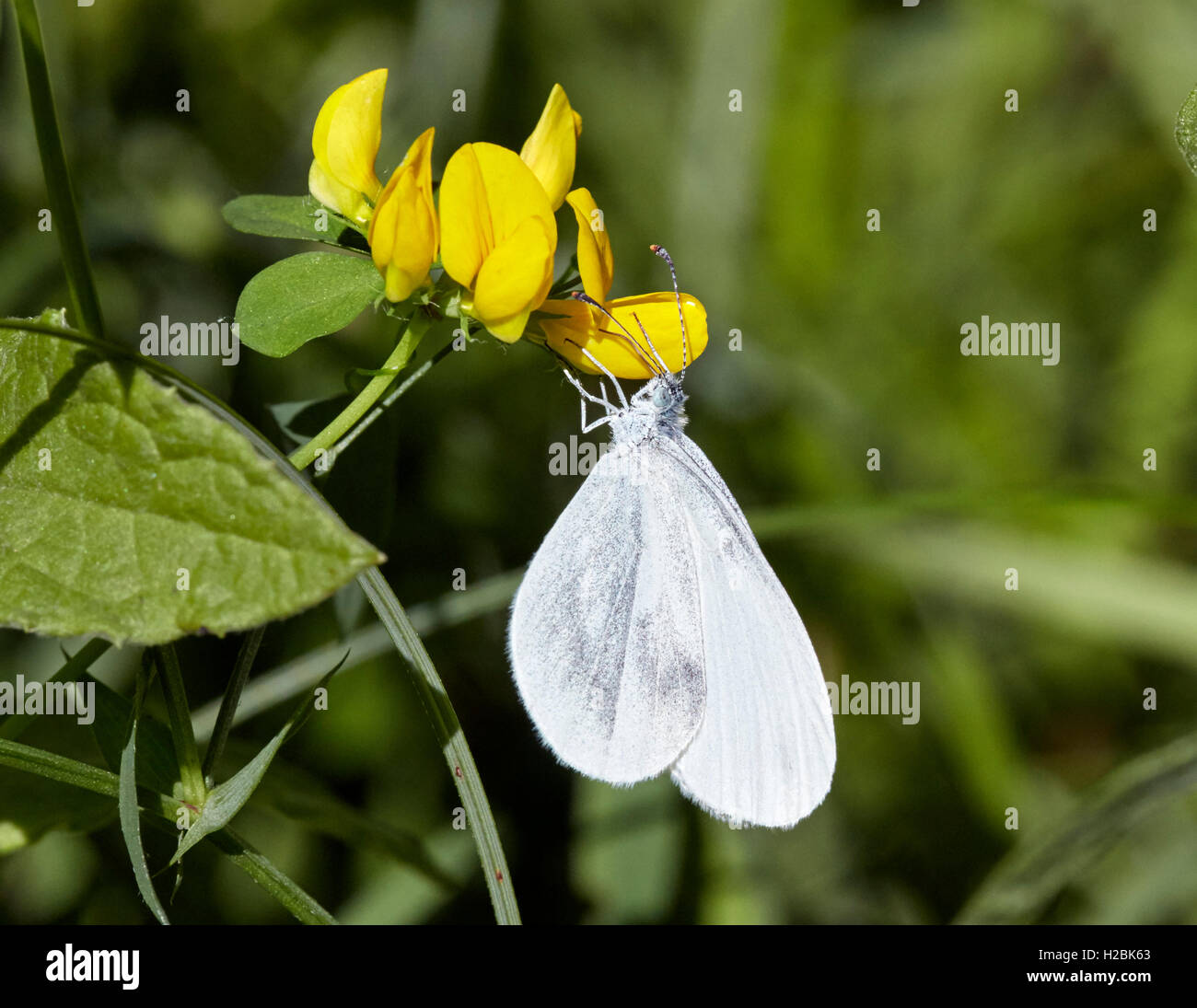 Wood White nectaring on meadow vetchling.  Chiddingfold Forest, Surrey, England. Stock Photo