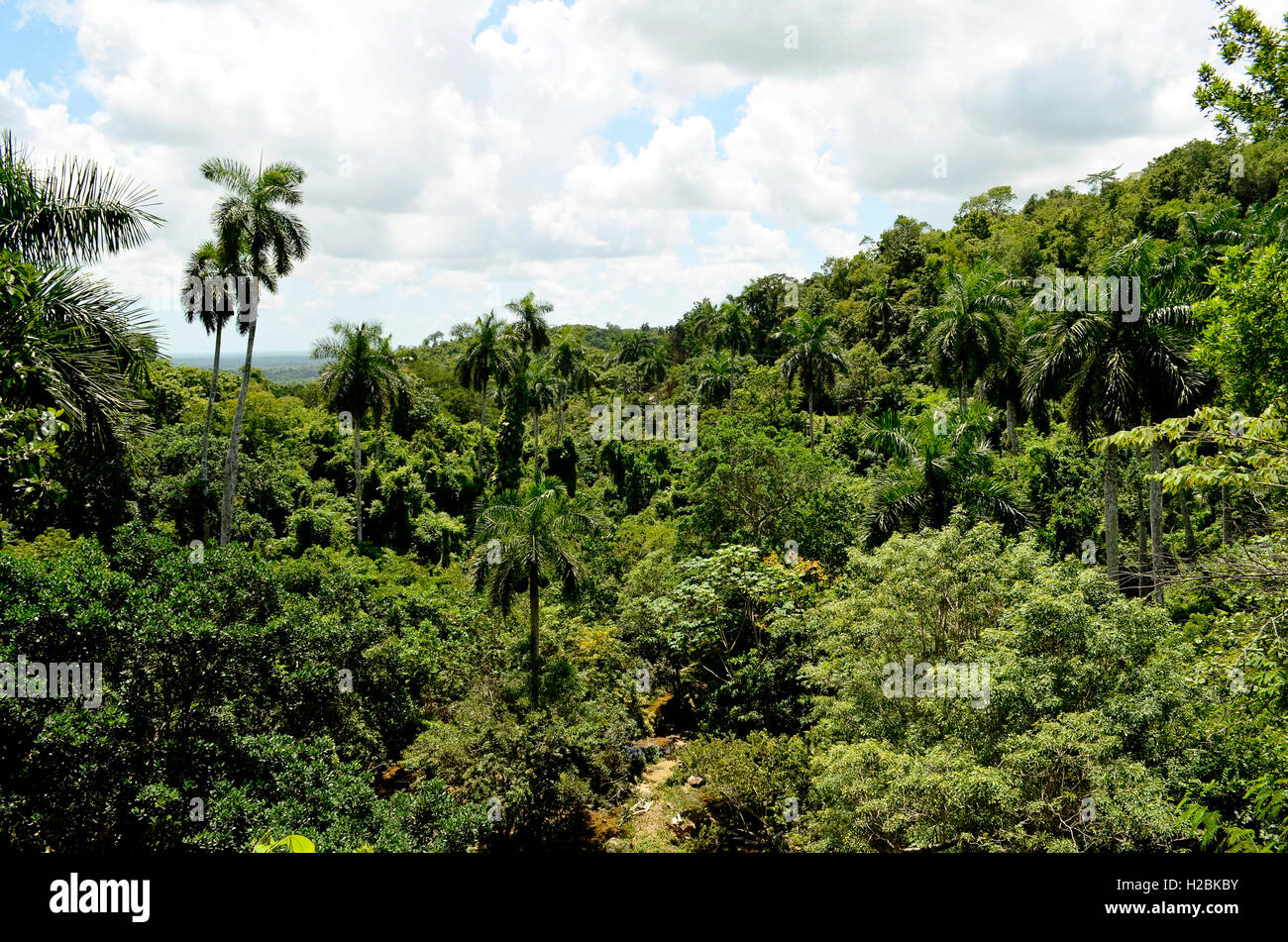 View of the tropical rainforest in the Biosphere Reserve of Sierra del Rosario (Soroa, Pinar del Rio, Cuba) Stock Photo