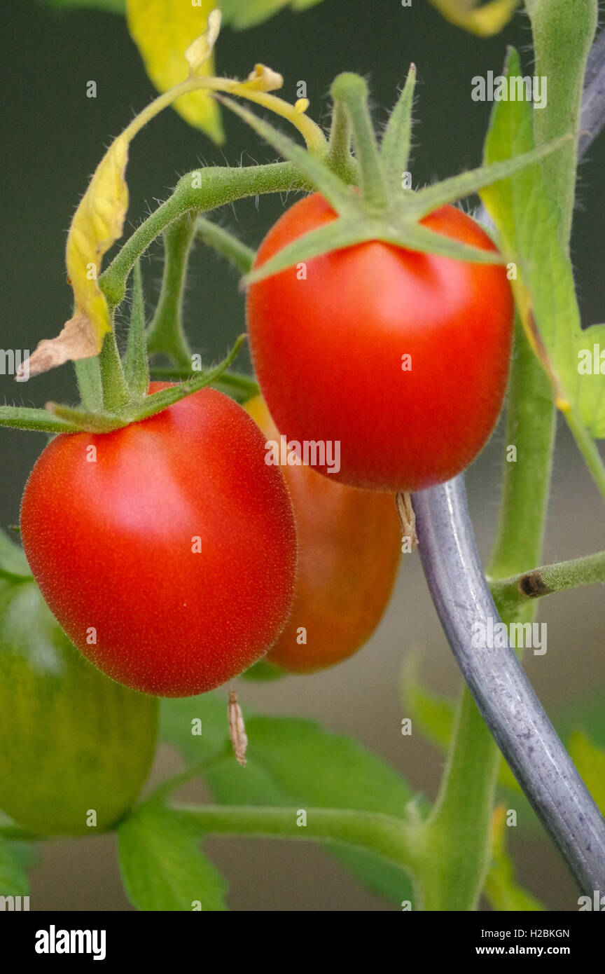 a fresh organic raw tomato hang on a branch in the garden Stock Photo ...