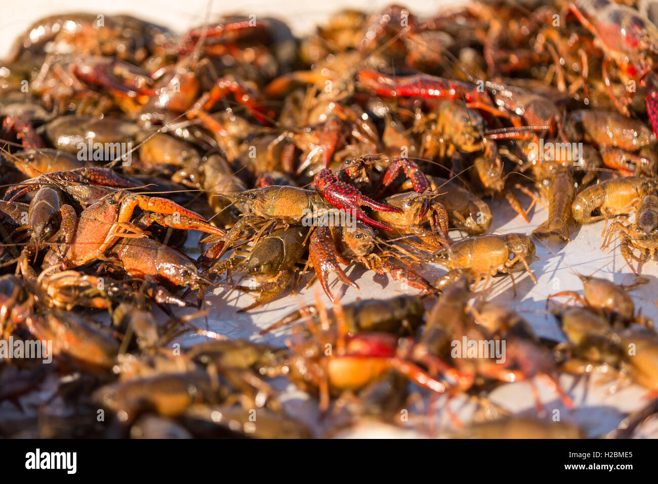 Crayfish also known as crawfish piled in the back of a harvest boat freshly removed from traps from a flooded rice paddy in rural Eunice, Louisiana. Crawfish are farmed in flooded rice fields giving farmers a summer rice crop and a winter crawfish harvest. Stock Photo