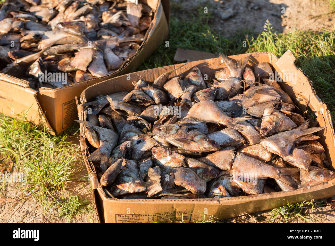 Cut up fish used for bait in crayfish traps in rural Eunice, Louisiana. Crawfish are farmed in flooded rice fields giving farmers a summer rice crop and a winter crawfish harvest. Stock Photo