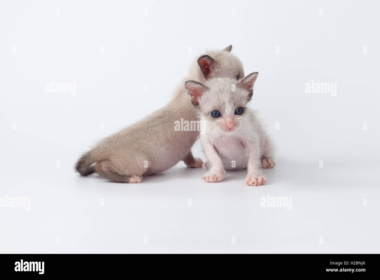 cute kitty cat relax white background cozy rest close up Stock Photo
