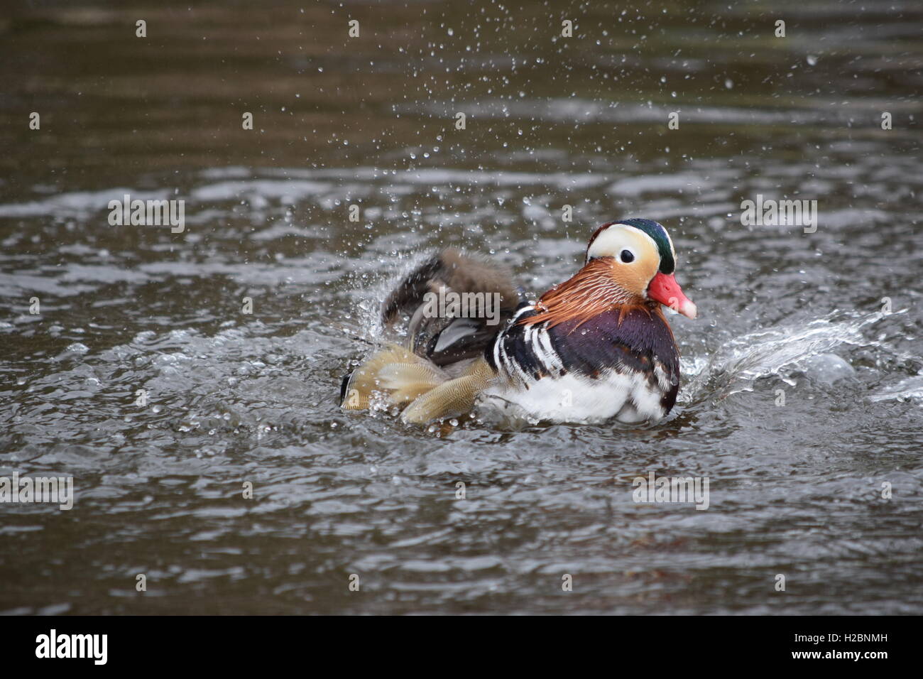 Mandarin duck bathing Stock Photo - Alamy