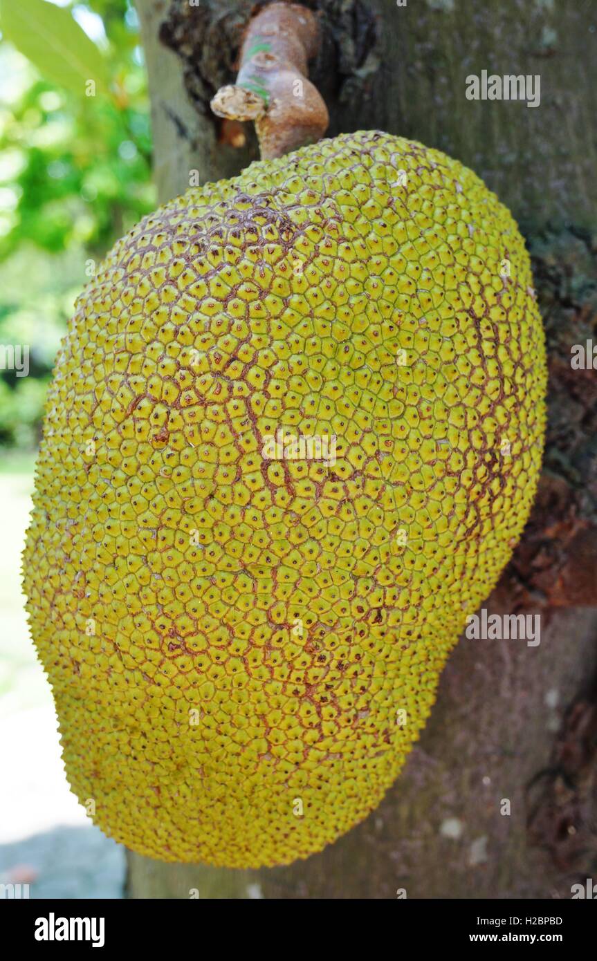 Jackfruit growing on a tree in Vietnam Stock Photo