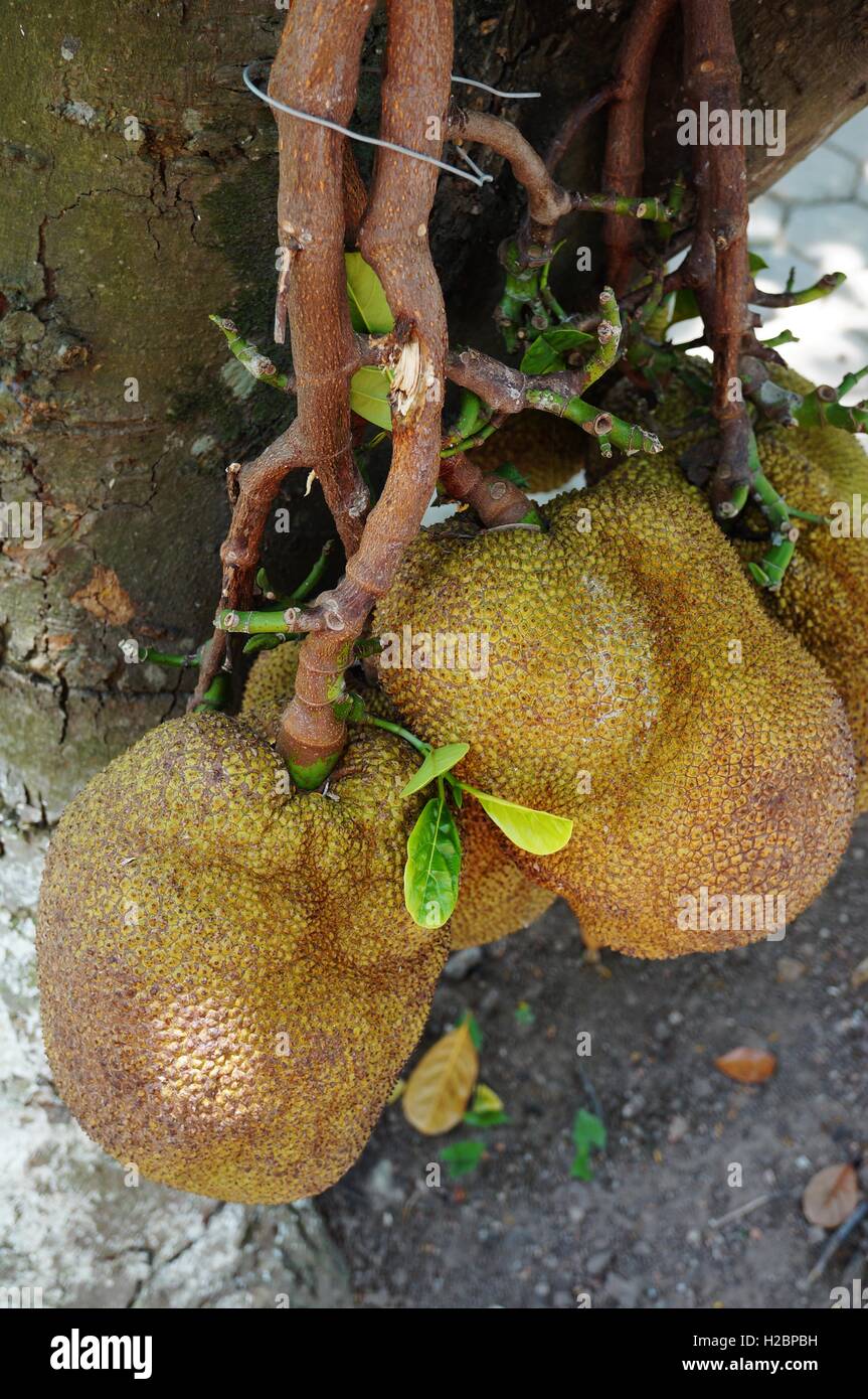 Jackfruit growing on a tree in Vietnam Stock Photo