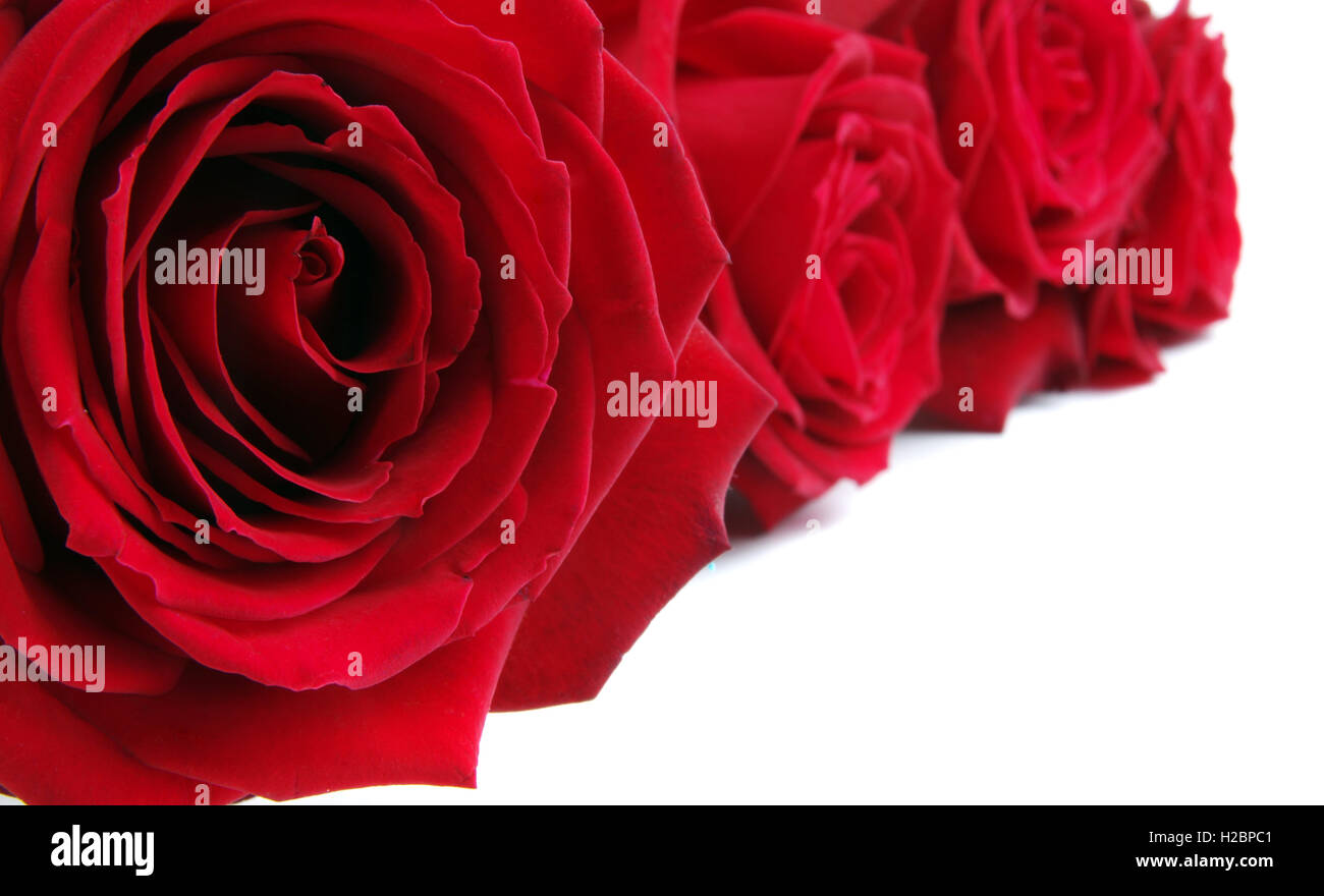 red roses background on white with copy space Stock Photo - Alamy