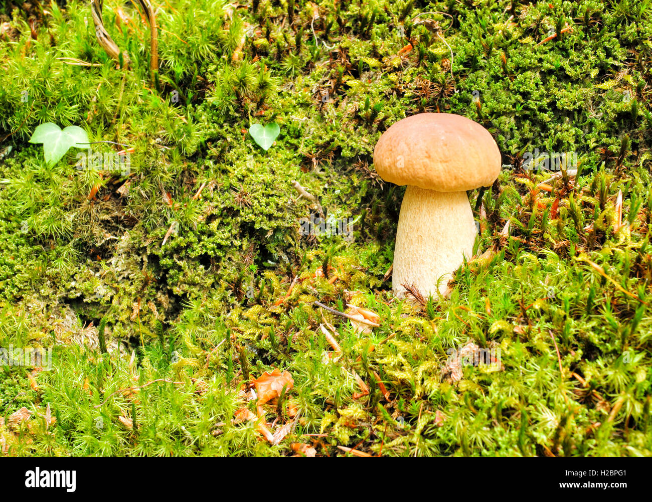 Wild porcini mushroom growing in green moss in an autumn forest Stock