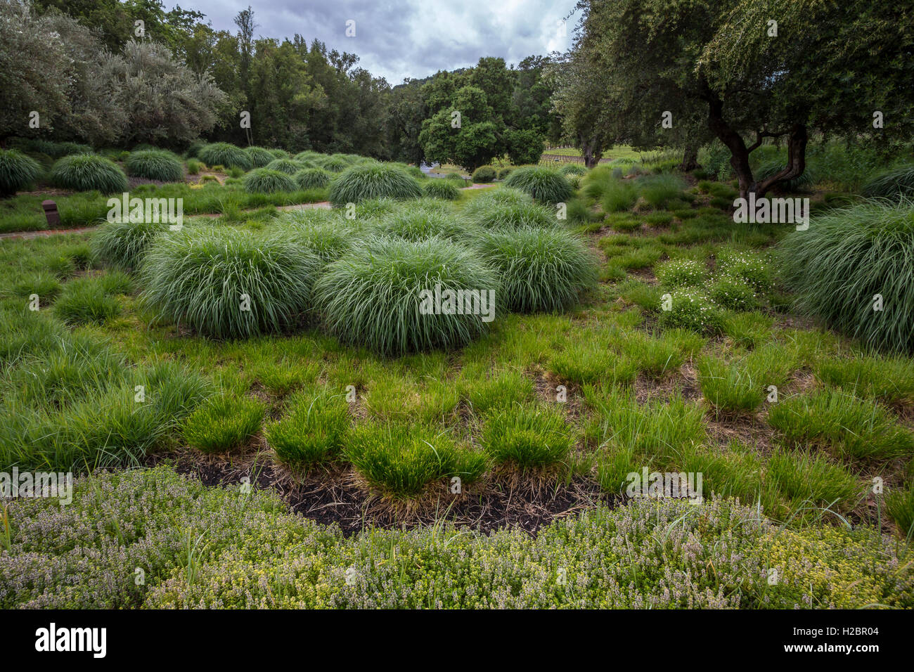 wild grasses, landscape gardening, garden landscaping, Quixote Winery, Stags Leap District, Napa Valley, Napa County, California Stock Photo