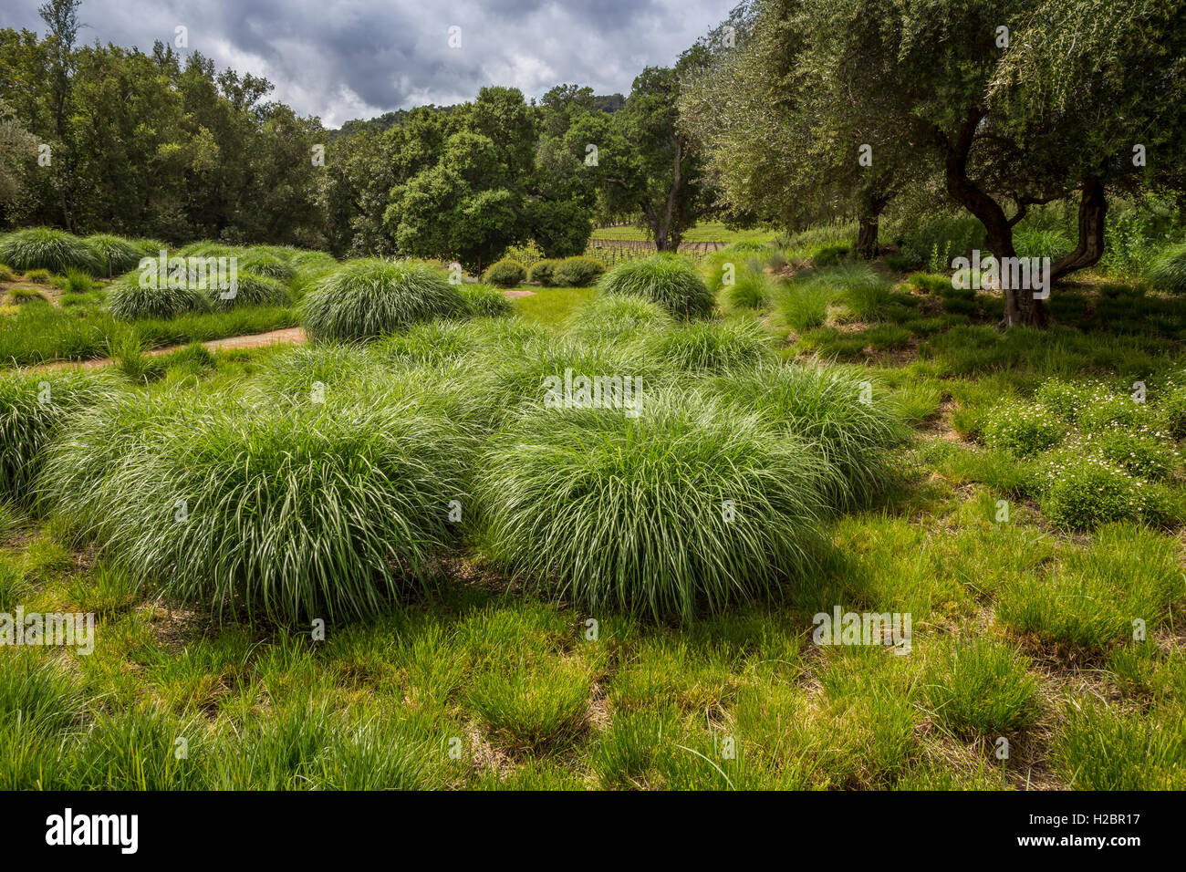 wild grasses, landscape gardening, garden landscaping, Quixote Winery, Stags Leap District, Napa Valley, Napa County, California Stock Photo