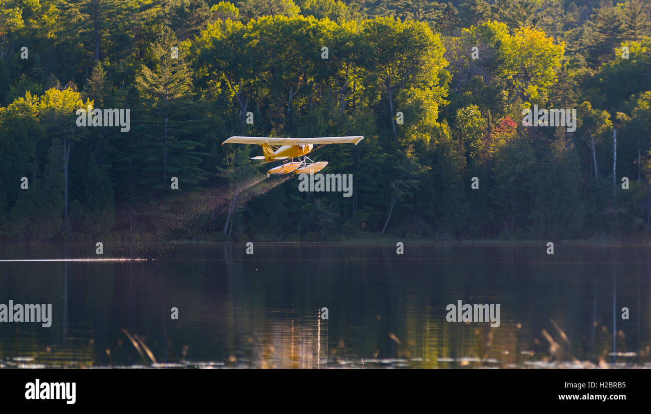 Small yellow airplane on pontoons takes off from an Eastern Ontario lake on a summer's evening. Stock Photo