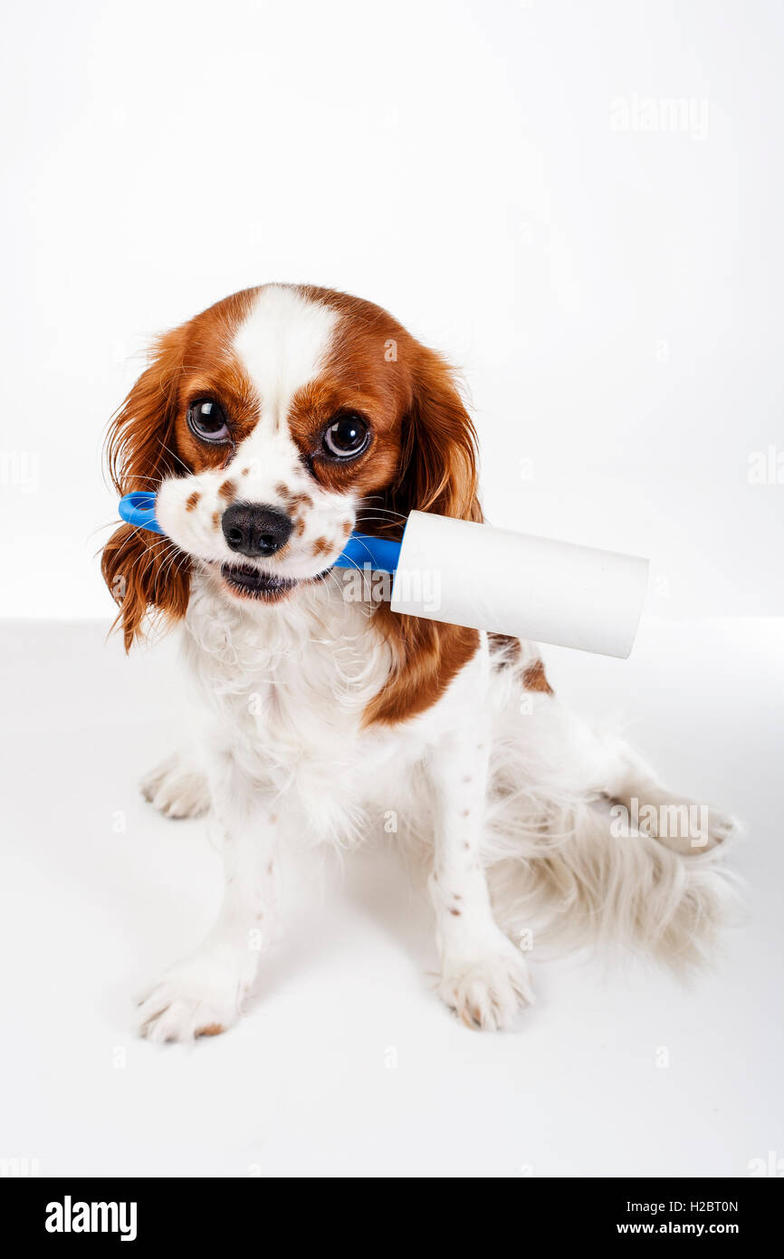 Trained cavalier king charles spaniel studio white background photography. Dog with hairy cloth cleaner cleaning tape roller Stock Photo
