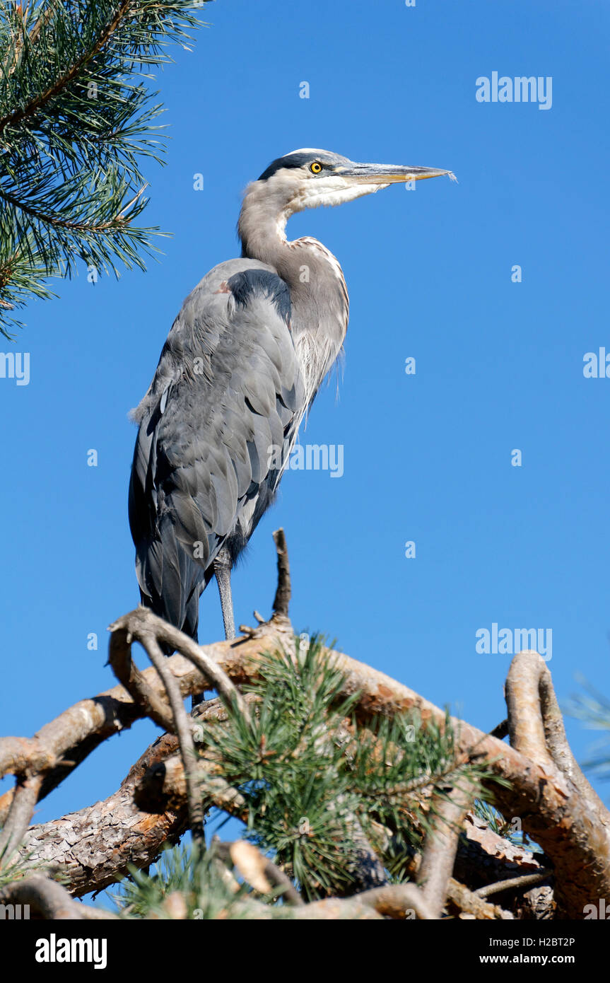 Great Blue Heron or Ardea herodias perched on a tree branch, Vancouver, British Columbia, Canada Stock Photo