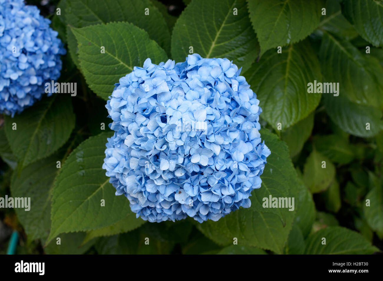 Hortensia Flower High Resolution Stock Photography And Images Alamy