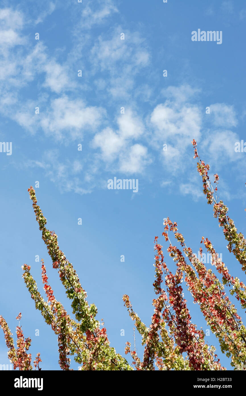 Reach or reaching for the sky hi-res stock photography and images - Alamy