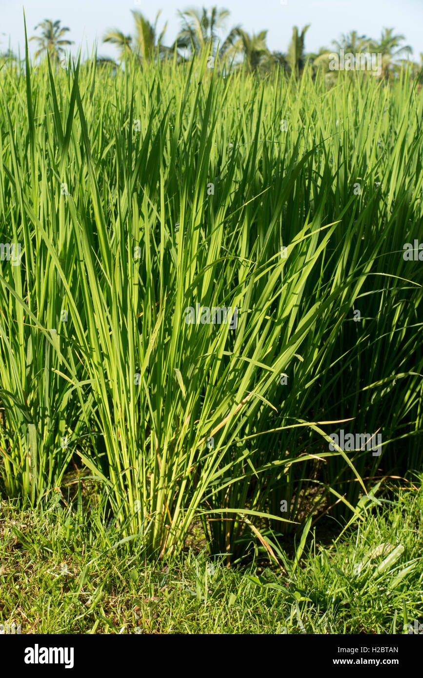 Indonesia, Bali, Payangan, Susut, rice growing in rich volcanic soil Stock Photo