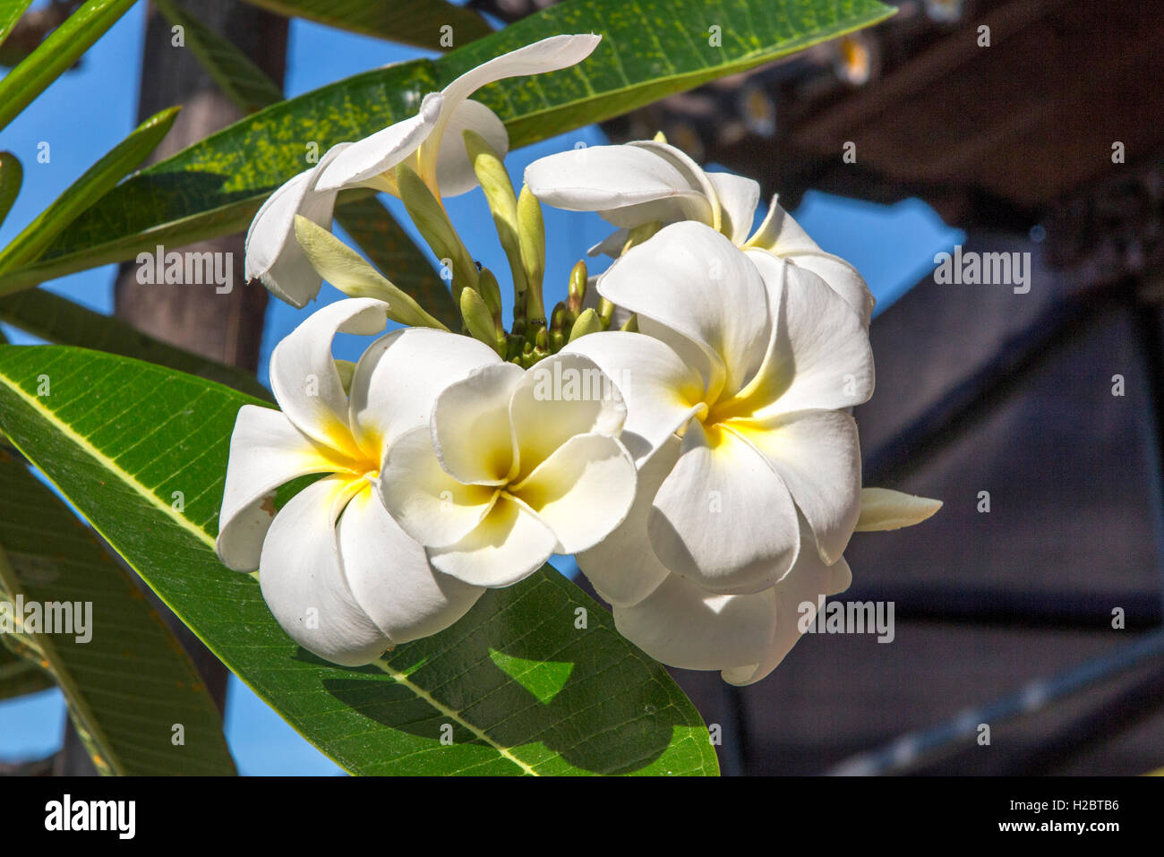 Indonesia, Bali, Susut, fragrant white frangipani, plumeria, flowers Stock Photo