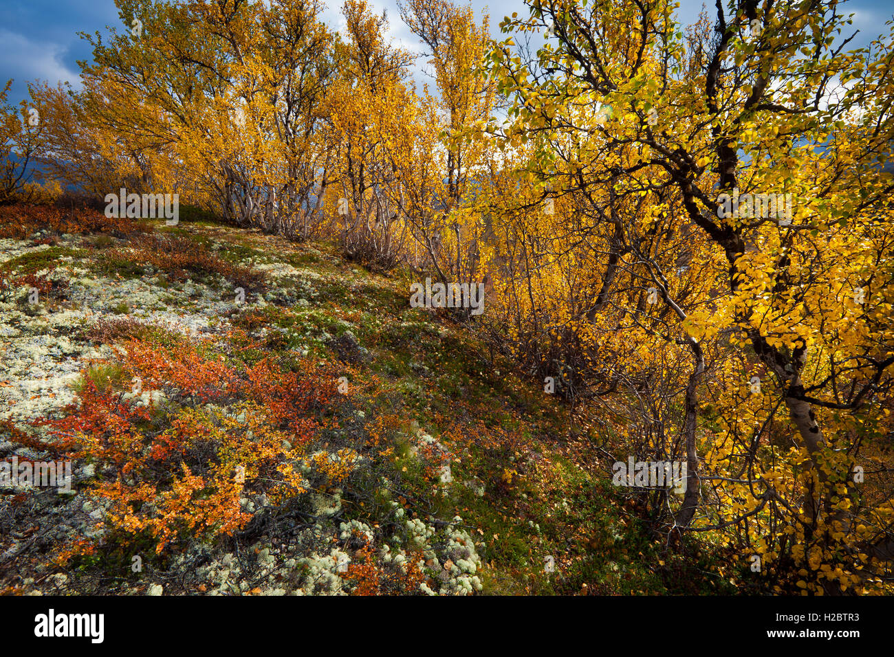 Birch trees in autumn colors in Dovrefjell national park, Norway. Stock Photo