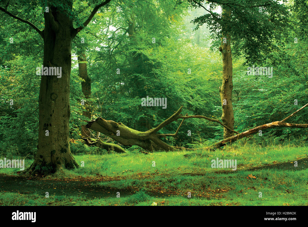 Autumn Woodland, The Big Wood, Cathkin Braes Country Park, Glasgow Stock Photo