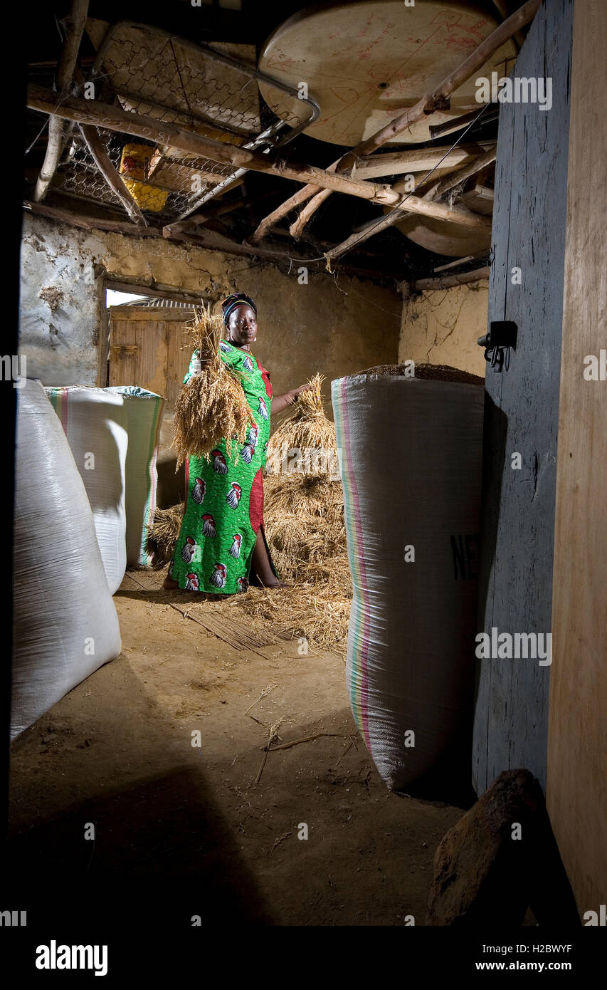 Woman rice farmer, part of a cooperative group from a village community, in store of rice. Income helps towards school fees. Sierra Leone West  Africa Stock Photo