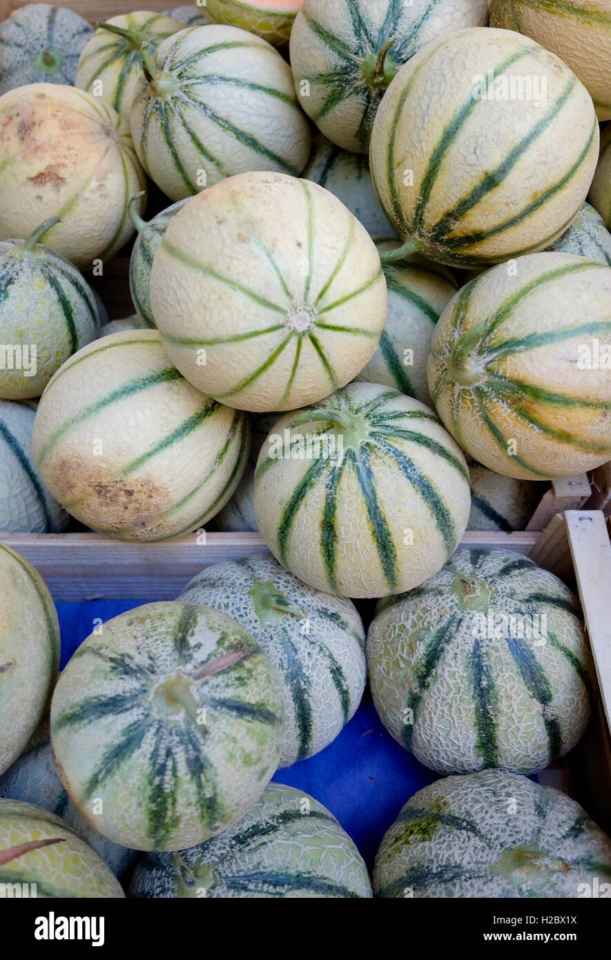 Muskmelons for sale at local market Stock Photo Alamy