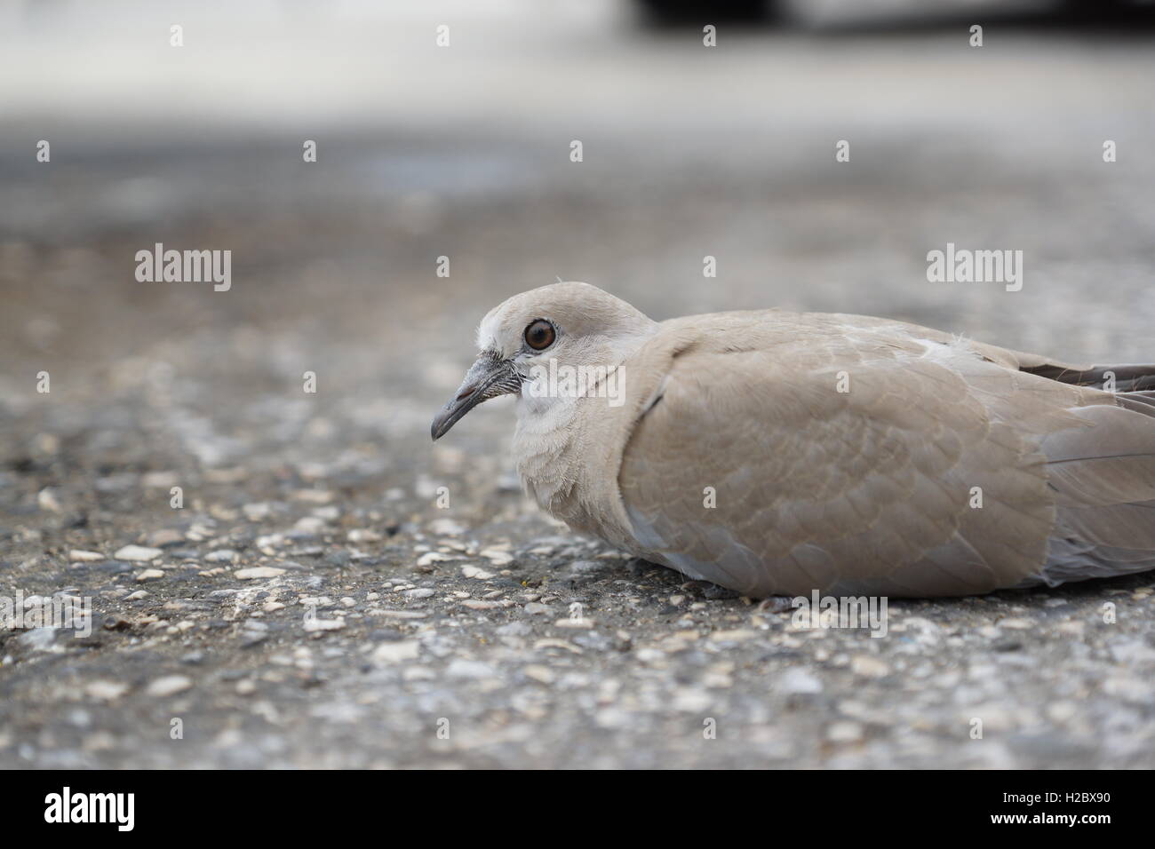 dove sitting in the parking lot Stock Photo