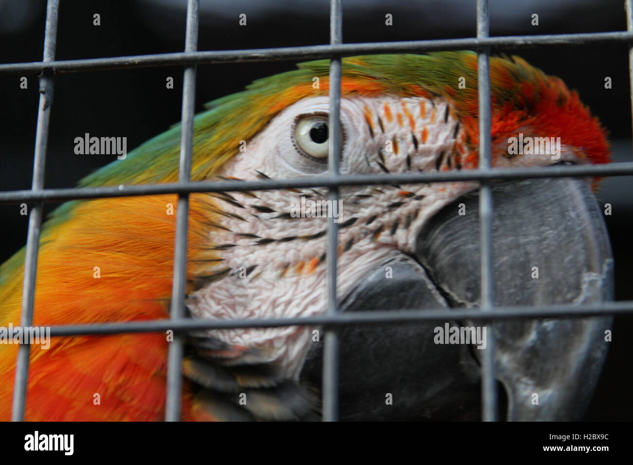 close up of a macaw in cage Stock Photo