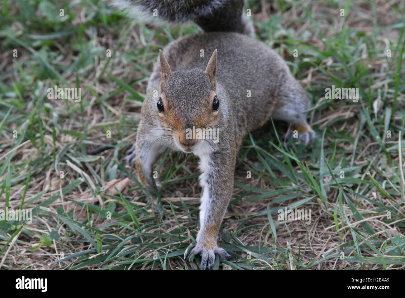 Random squirrel eating Stock Photo