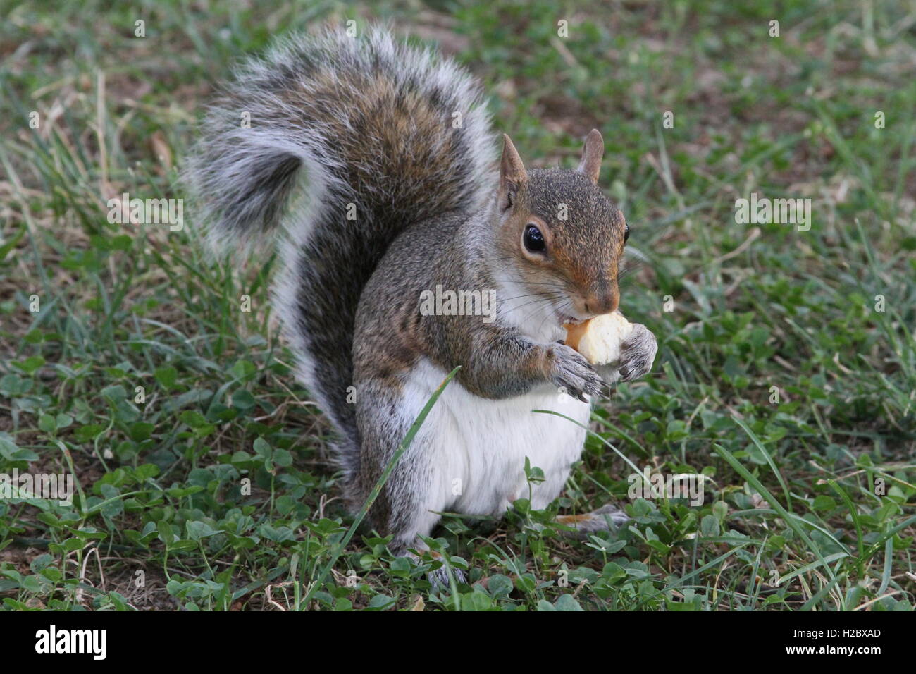 Random squirrel eating Stock Photo