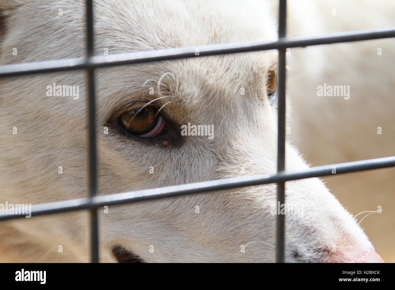 close up of a wild dingo Stock Photo
