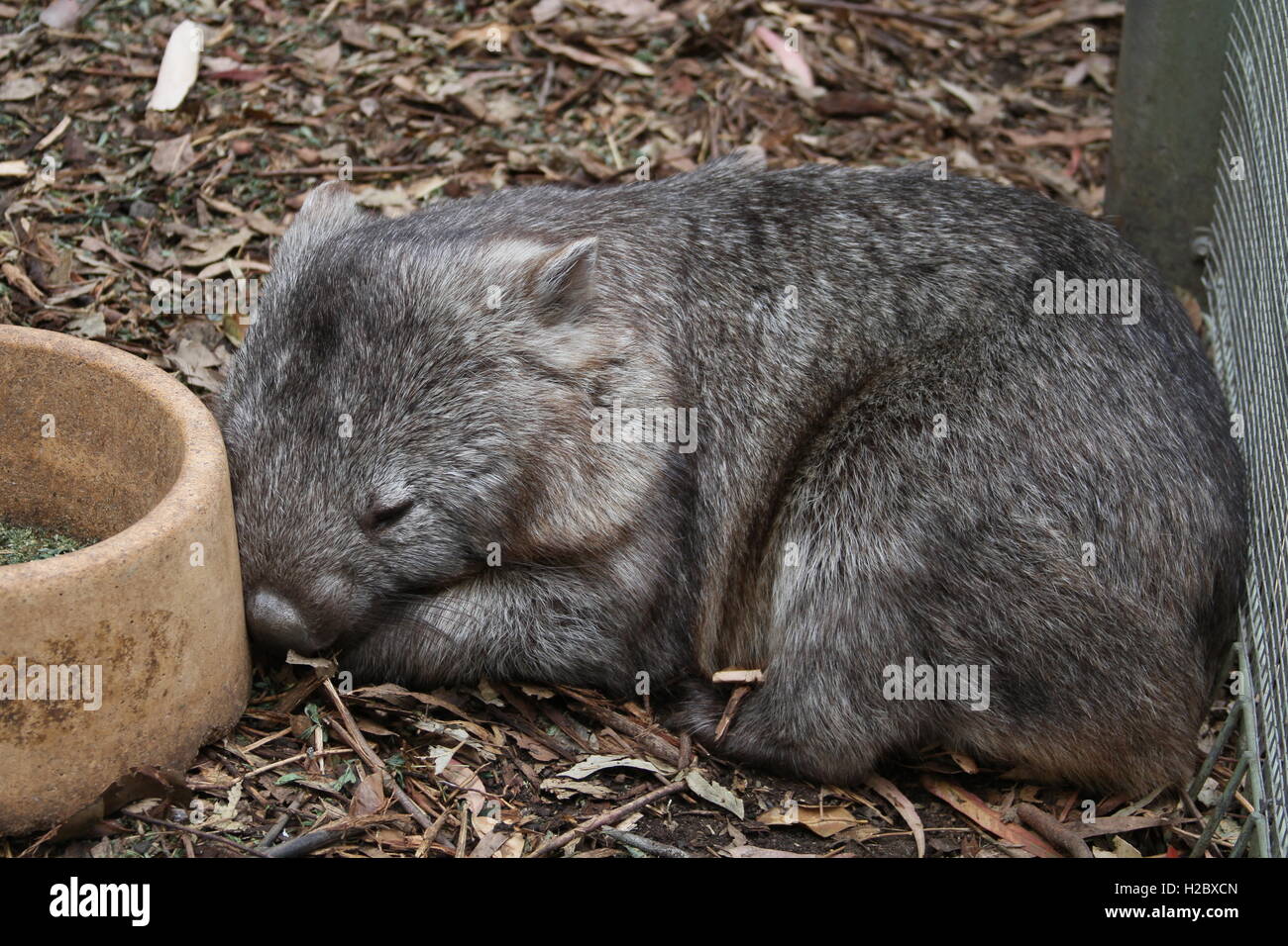 sleeping wombat Stock Photo