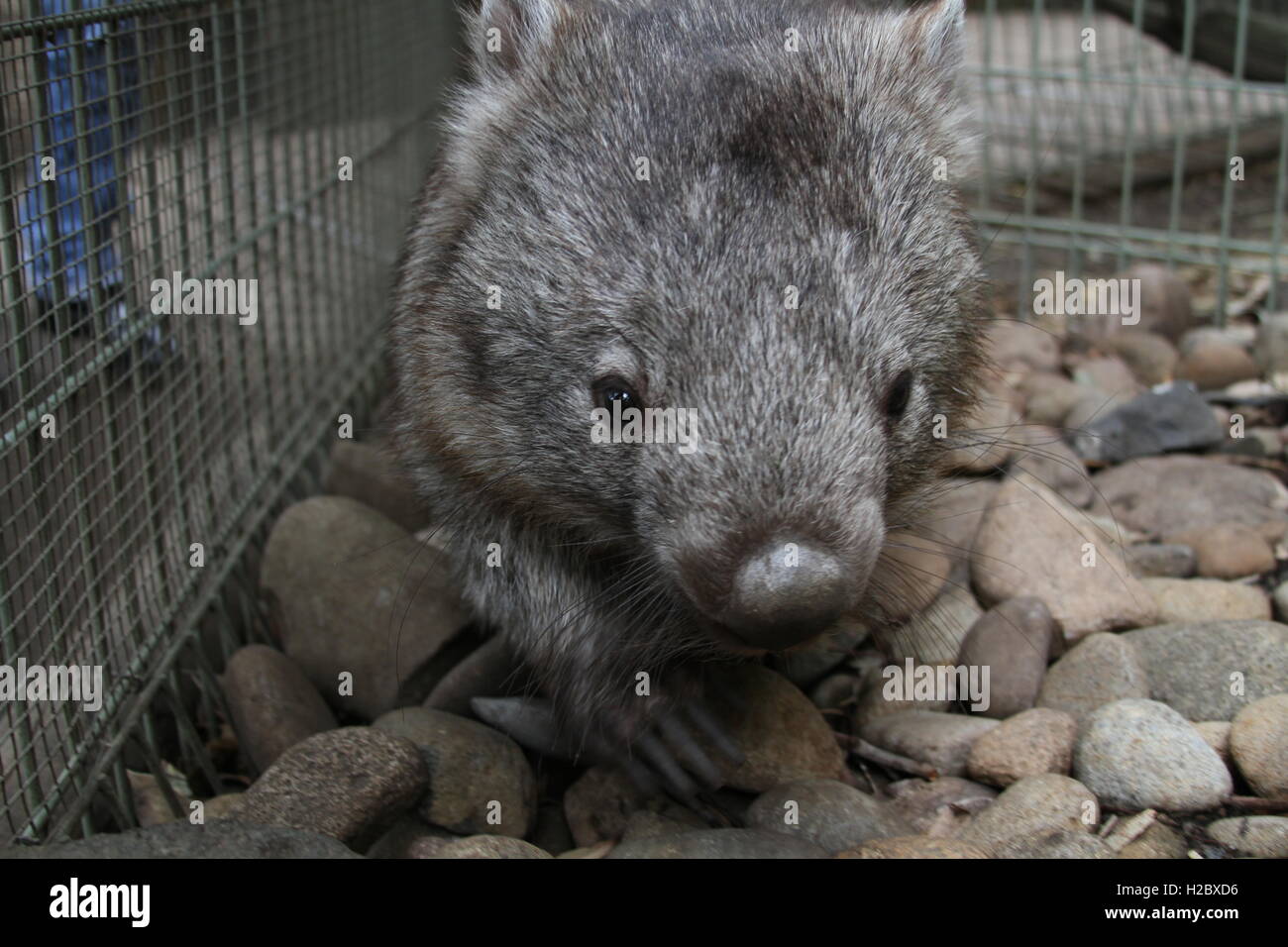running wombat Stock Photo