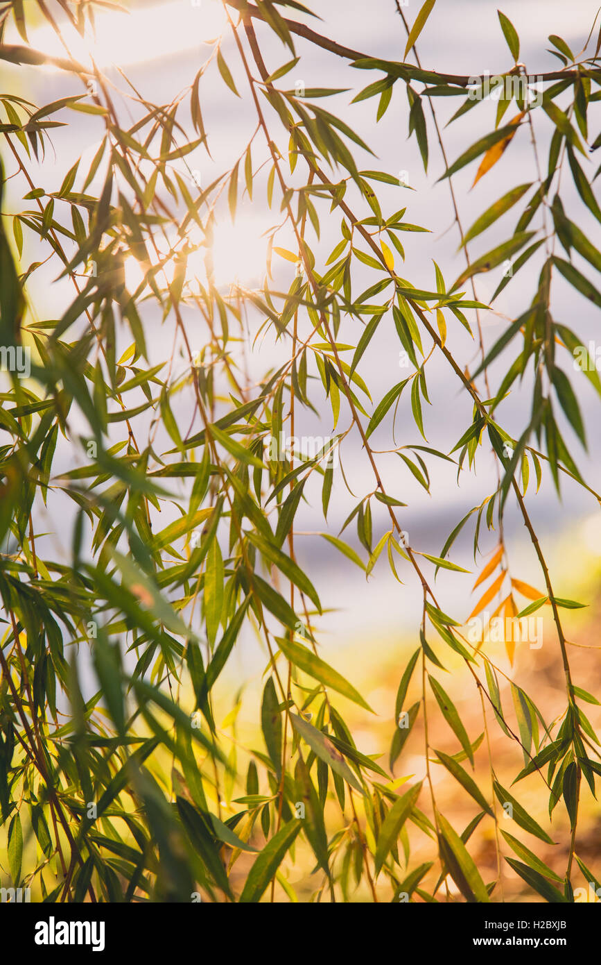 Willow tree hi-res stock photography and images - Alamy